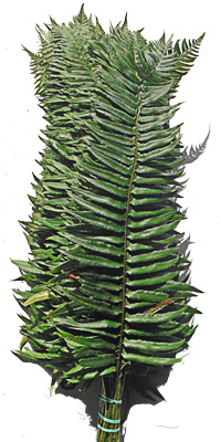 fern